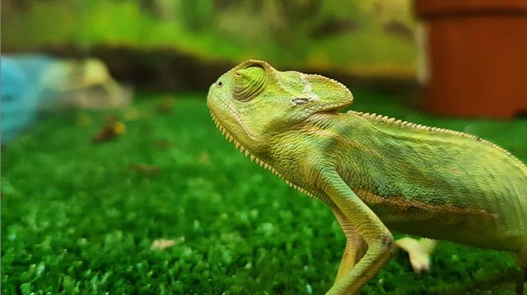 Все мы немного хамелеоны. Фото сделано мной два года назад)))