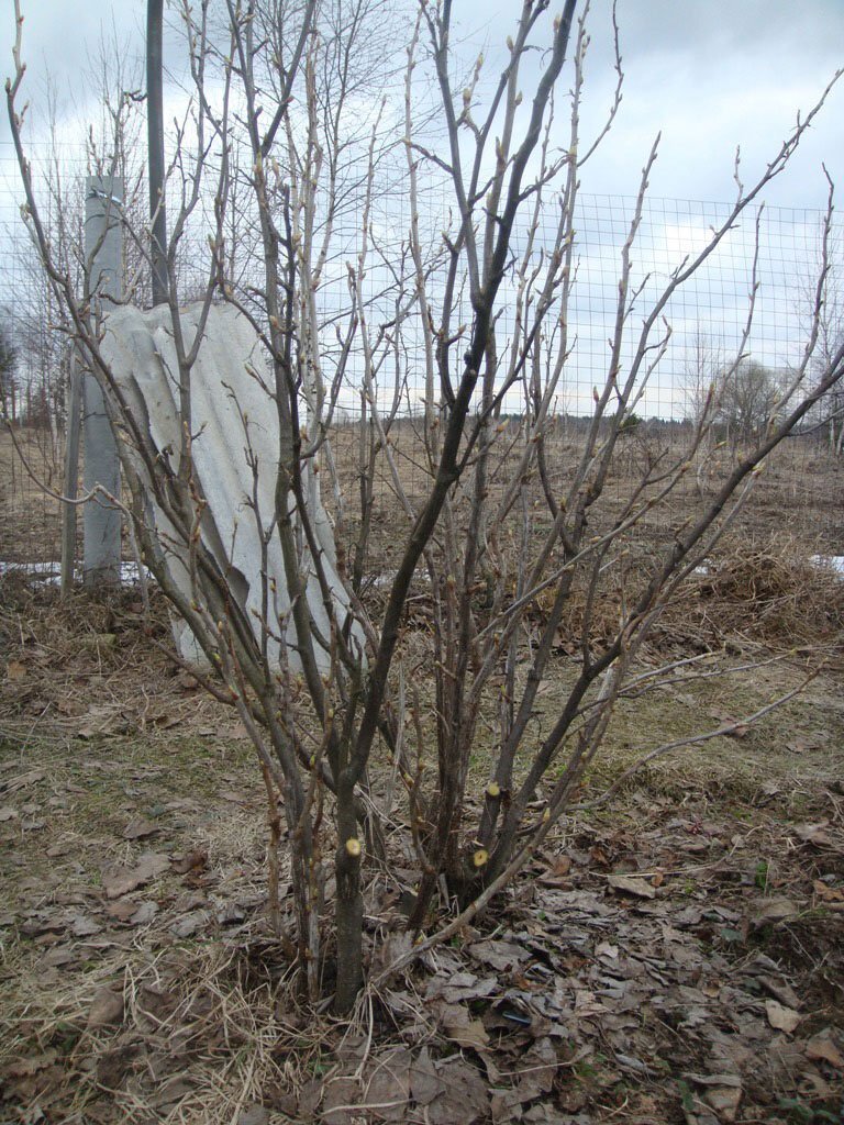 Иллюстрация orchardo.ru