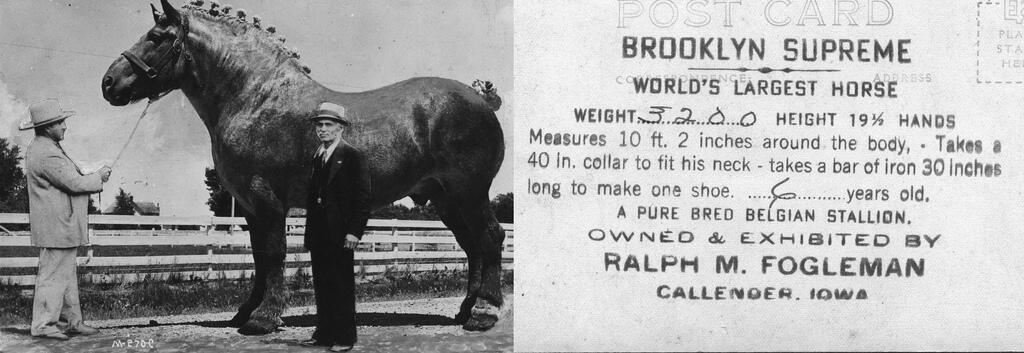 Фото: horses-world.com