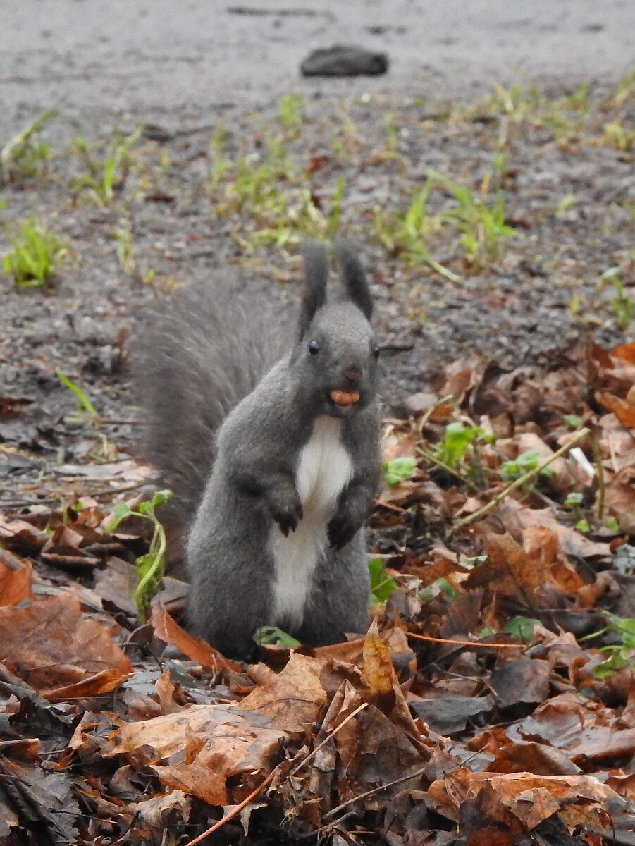 Зимний окрас чёрной белки, Спб, январь 2020