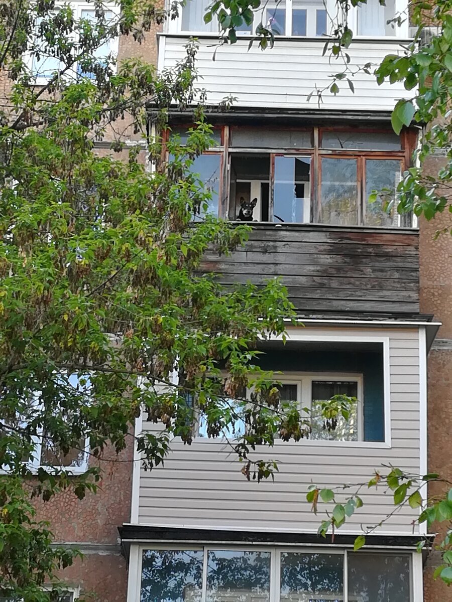 Старый деревянный балкон, а внутри собака - смотрит прямо на меня!