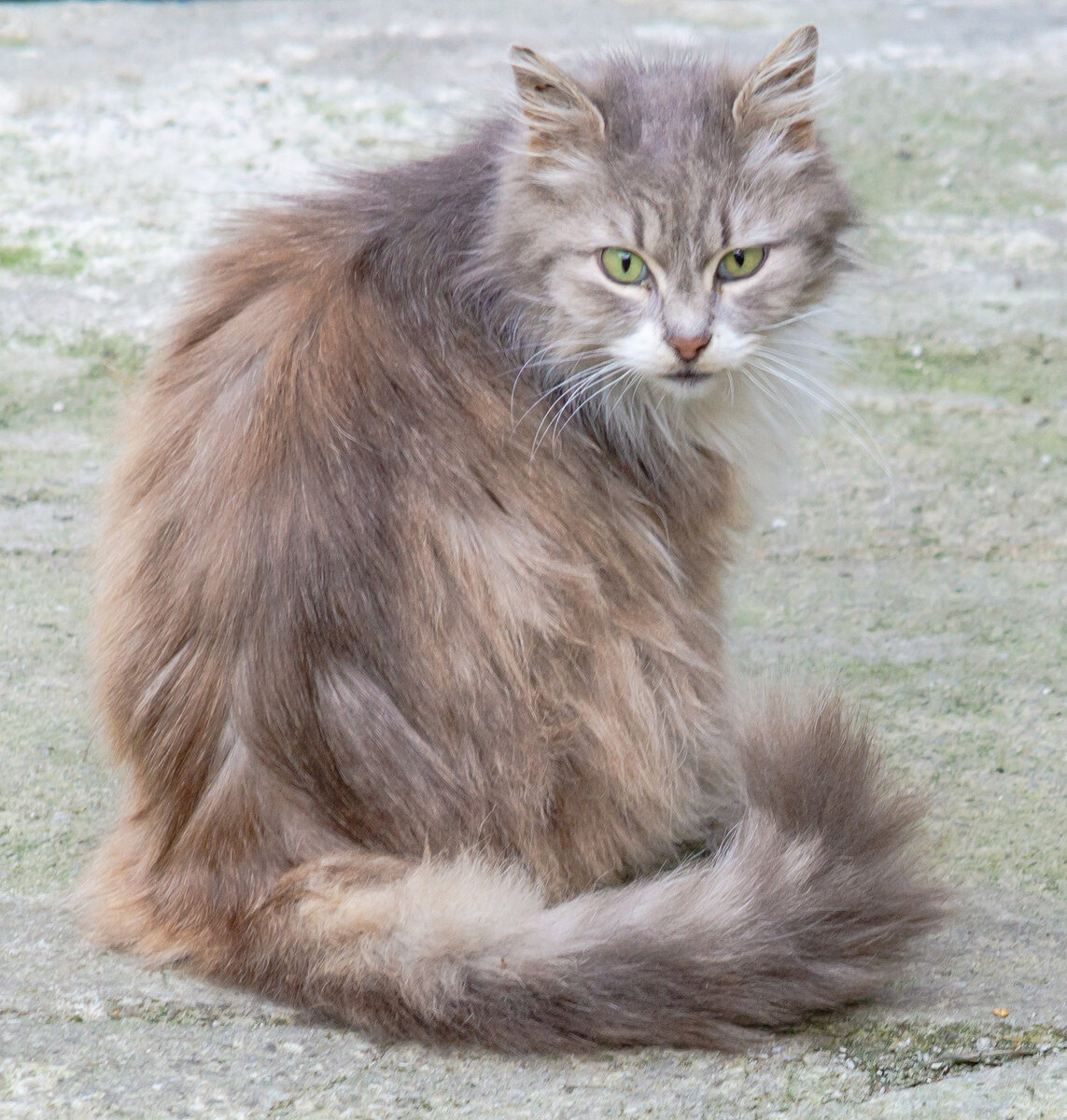 2. Ещё одна кошка тоже с очень длинной шерстью.