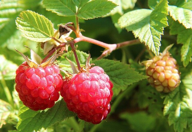 источник фото pixabay.com