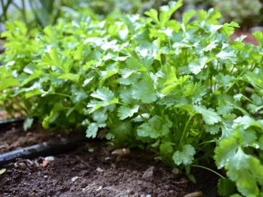 картинка из свободного доступа