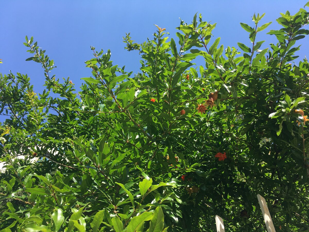 Фото: Piano Piano (здесь можно увидеть цветы граната и совсем молодые гранатики – фото сделала не так давно, в июне)