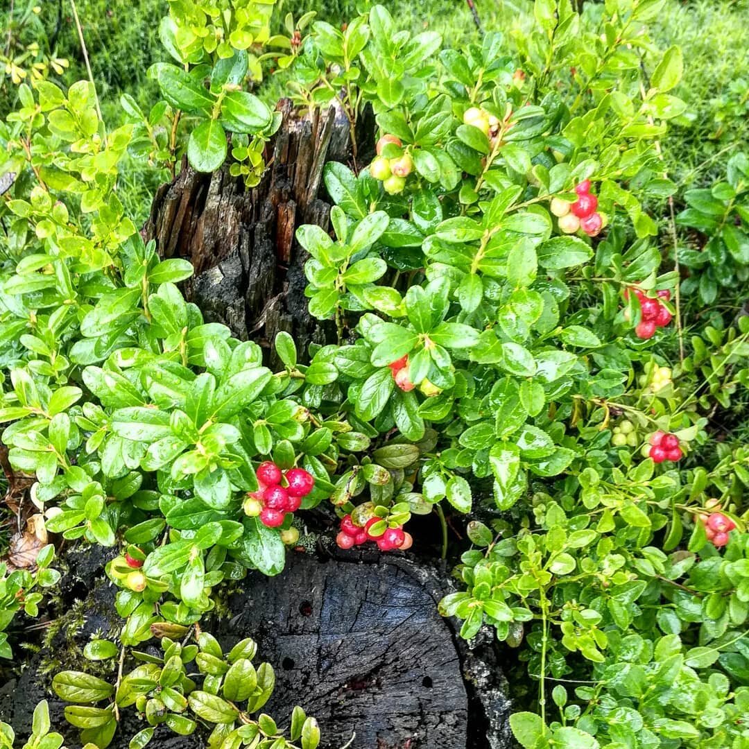 Совсем совсем скоро поспеет красное золото леса, а заодно моя любимая ягода - брусника