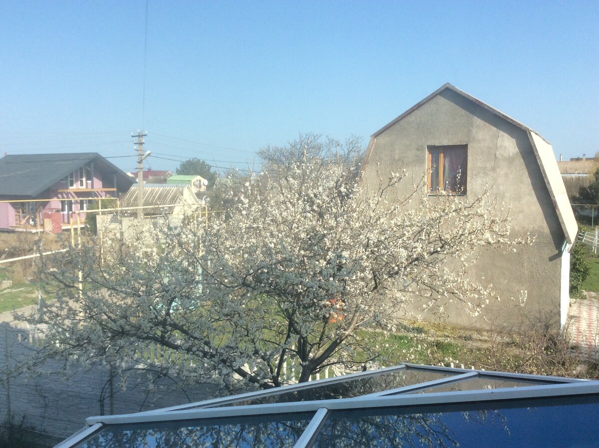 Наша «старушка» в конце марта: над крышей зимнего сада - облако цветов, пахнет натуральным мёдом, пчелы трудятся весь день напролёт