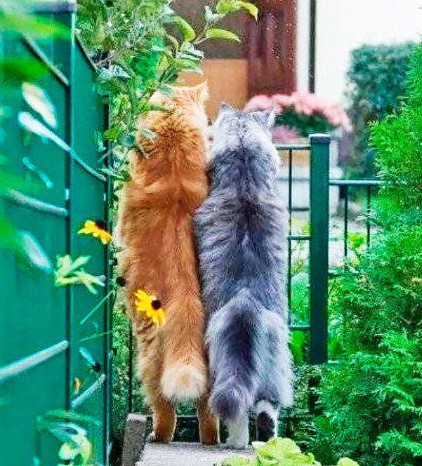 Фото из pinterest.ru