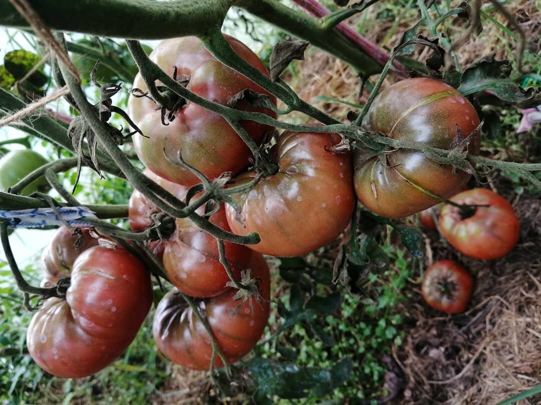 Tiene el tomate ácido úrico