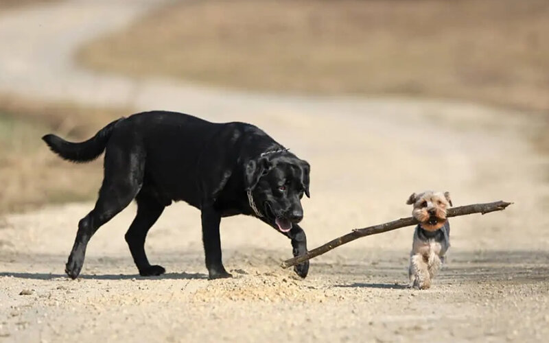 «А вдруг она подумает, что это кошка?» Фото dogdorable.com