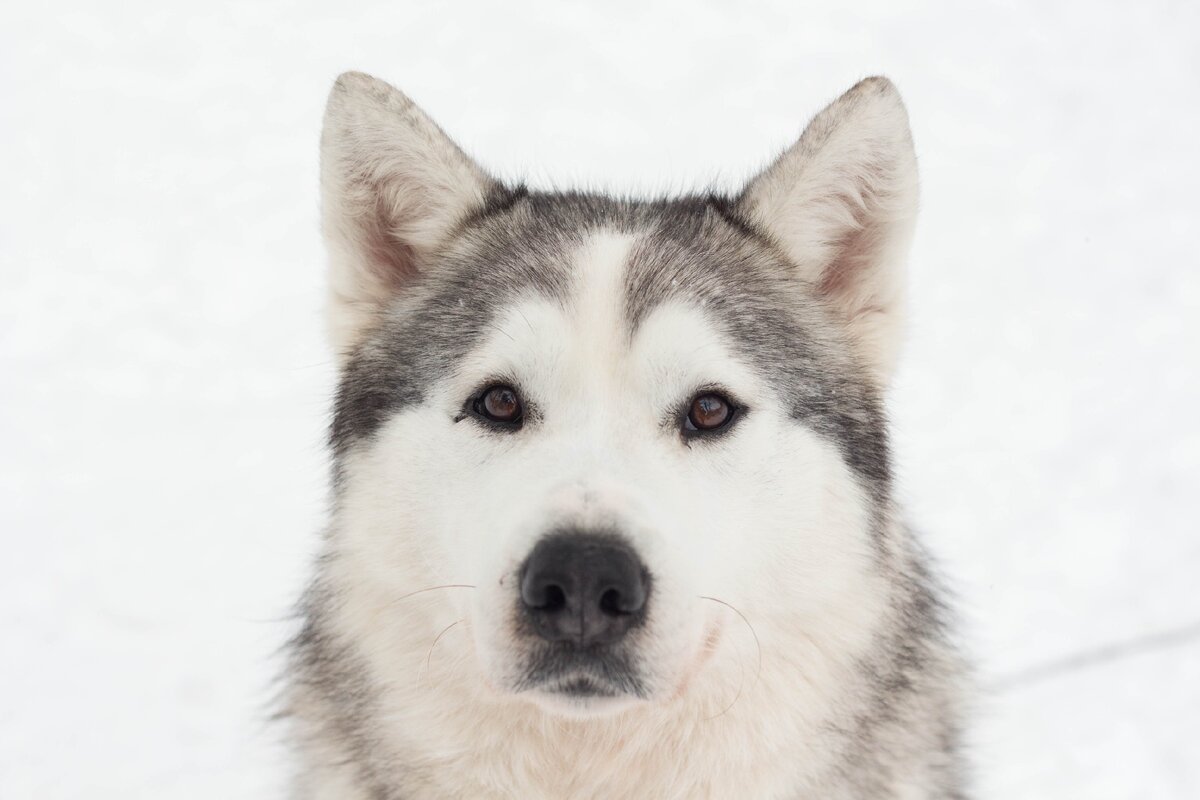 о любви хаски песня. хаски я не строю. хаски для эдита. хаски бандит. хаски бандит видеоблогер.