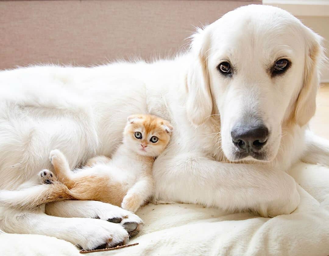 Золотистый ретривер и кот