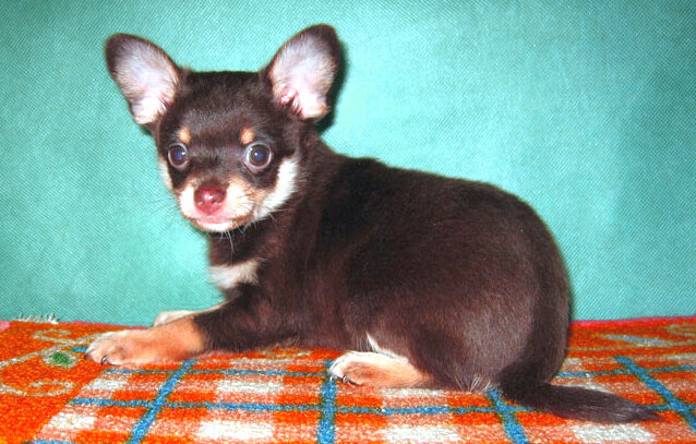 Щенок русского гладкошёрстного той-терьера