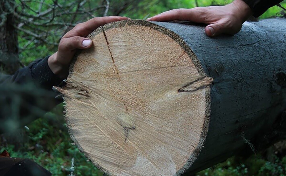 Почему дом и баню лучше всего строить из сухостойной сосны кело | ARTKELO |  Дзен