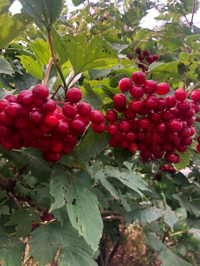 Калина красная