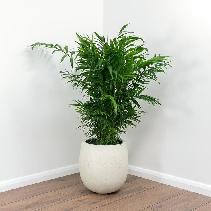 Комнатные растения не только очищают воздух в комнате, но и прекрасно дополняют интерьер, делая его уютнее. Многие люди выбирают пальмы, потому что они неприхотливы в уходе.