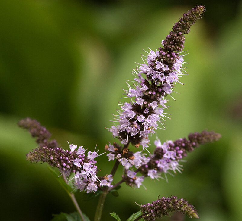 Мята перечная (Mentha piperita)