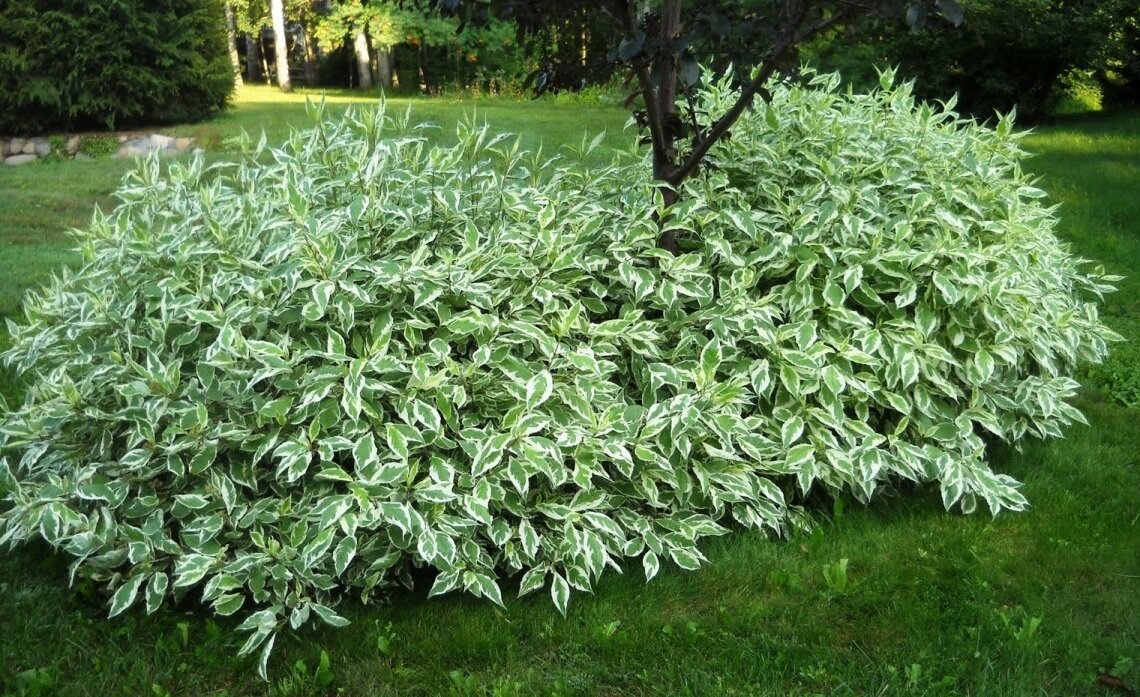 Какой-то дёрен. Фото из Интернета.