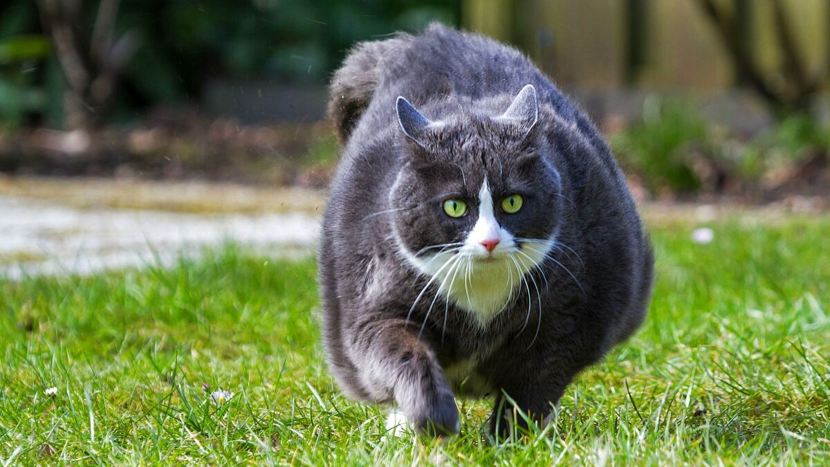 Все жрут и худеют. Один я пухну с голоду.