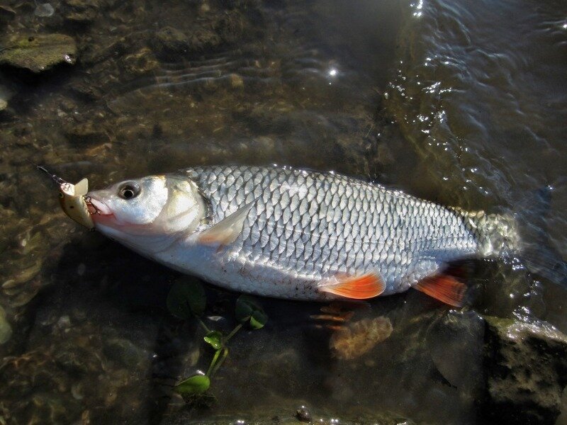 Источник фото 34fish.ru