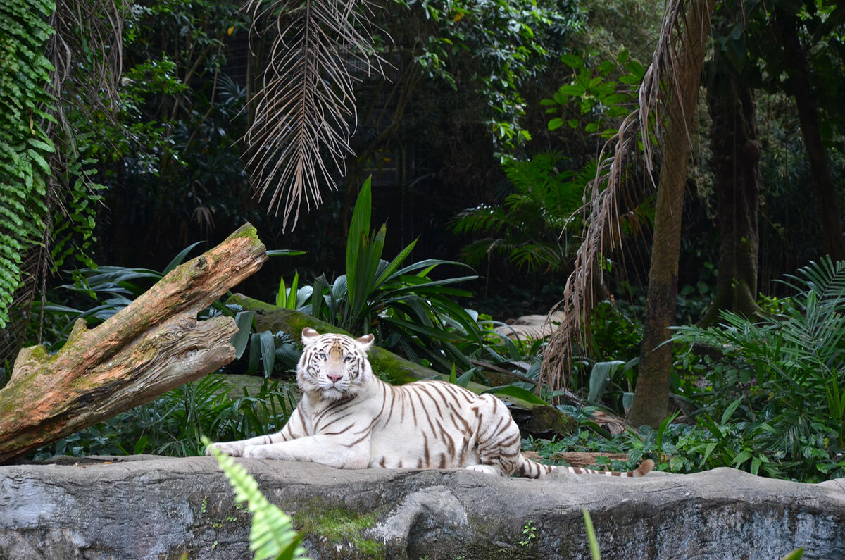 Источник https://livingintravels.com/wp-content/uploads/2016/04/gorod-lva-singapur-10.jpg