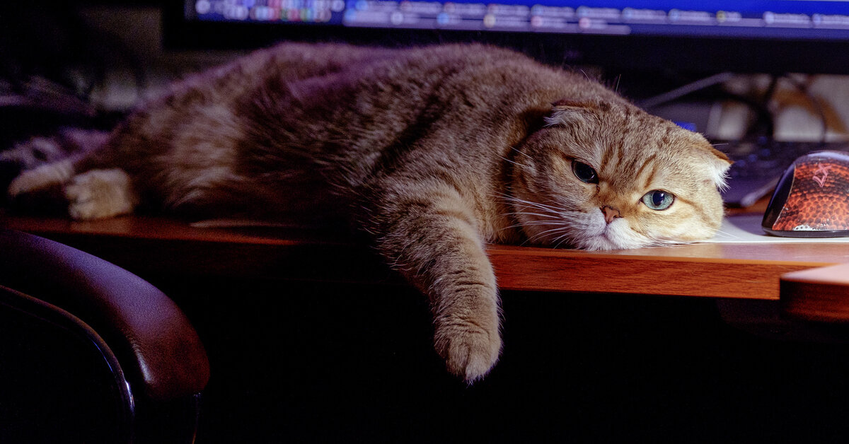 Эт я после работы. Взято из яндекс-картинок.