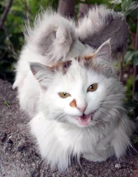27 Cute kitties ideas in 2021 pretty cats, cat aesthetic, cute cats