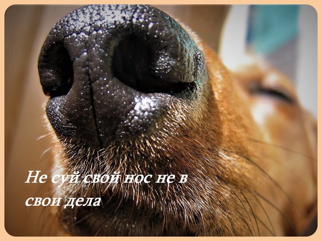 Сующие нос не в свои дела