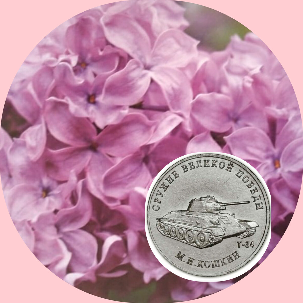 Сорт сирени 'Т-34'