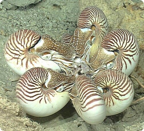Наутилус (Nautilus pompilius)
