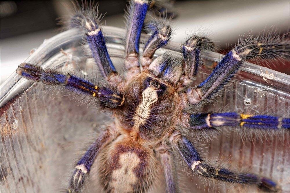 Паук 1 2 3 4. Poecilotheria Metallica самец. Самка Poecilotheria Metallica. Пецилотерия металлика самка. Паук Metallica Poecilotheria самка.