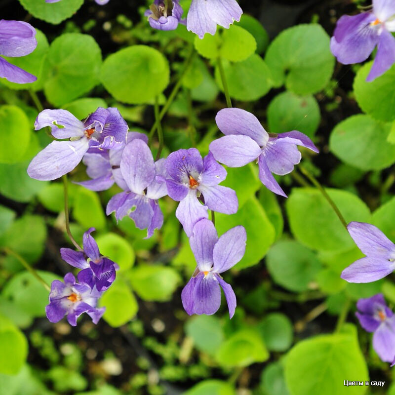 Фиалка душистая "Куин Шарлотт" (Viola odorata 'Queen Charlotte')