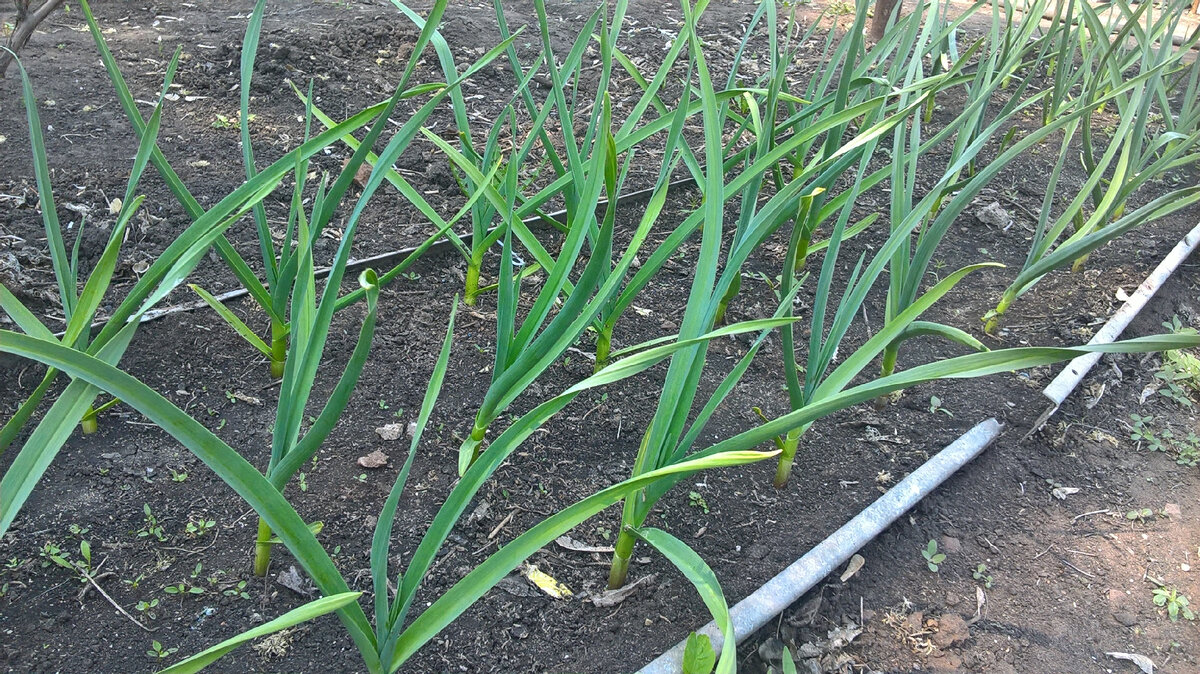 Мой чеснок в 2021