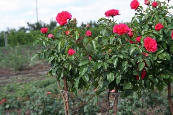 Роза Конго: особенности и характеристика сорта, правила посадки, выращивания и ухода, отзывы - полезная информация на сайте