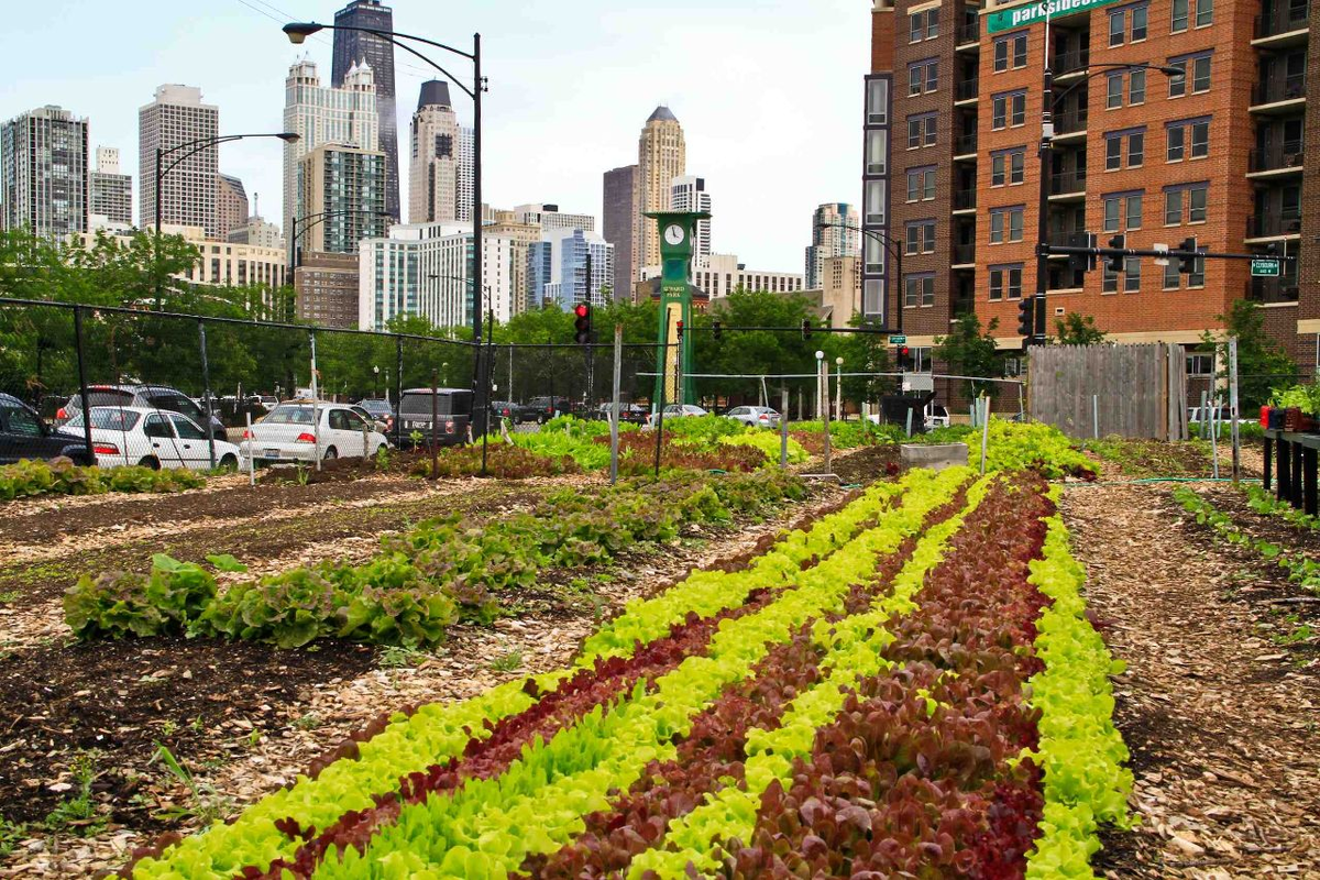 Urban Farming (городское сельское хозяйство)