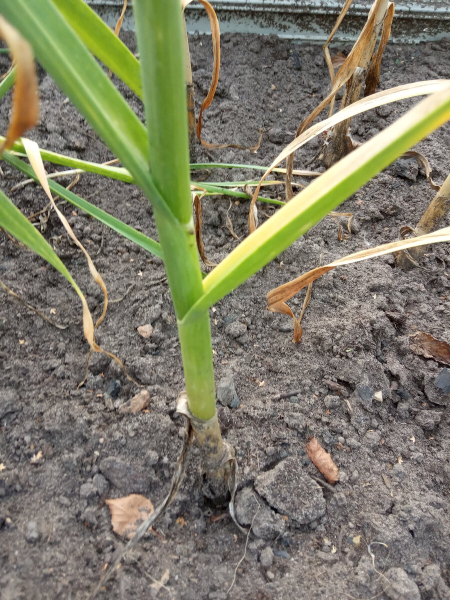 Хороший стебель, толстый.