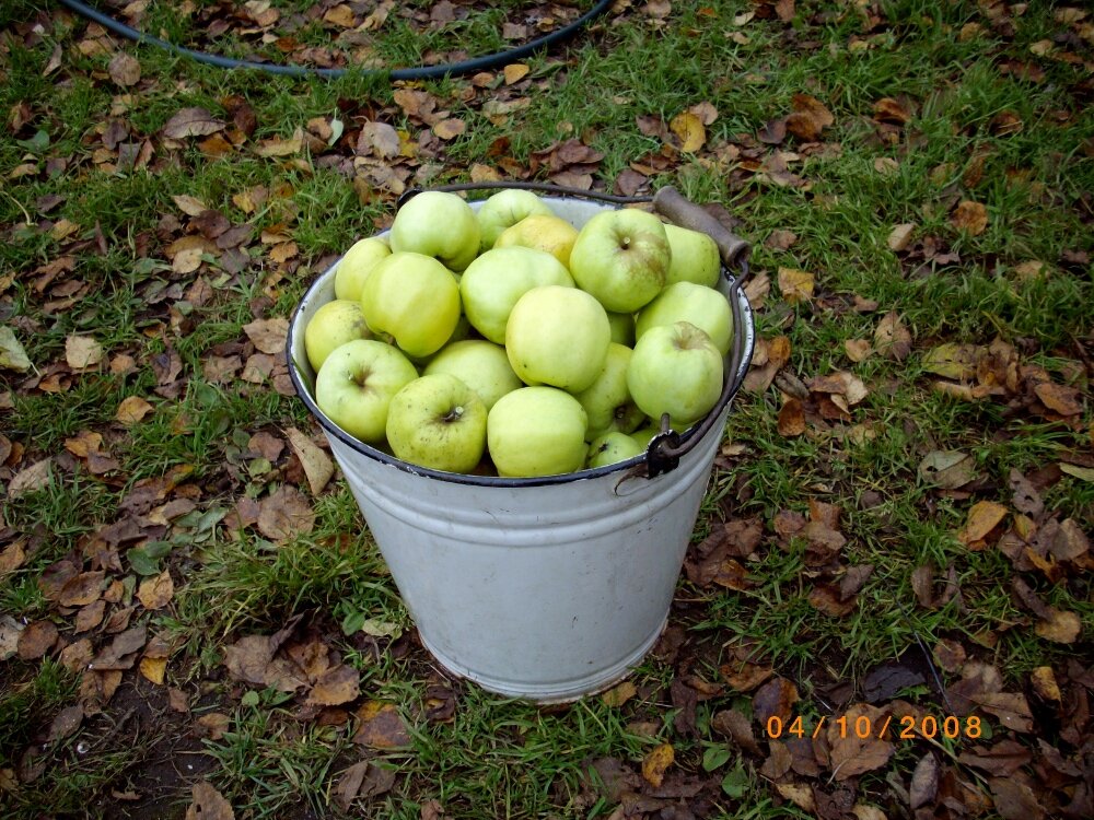 Задача осенью с яблонь сняли яблоки