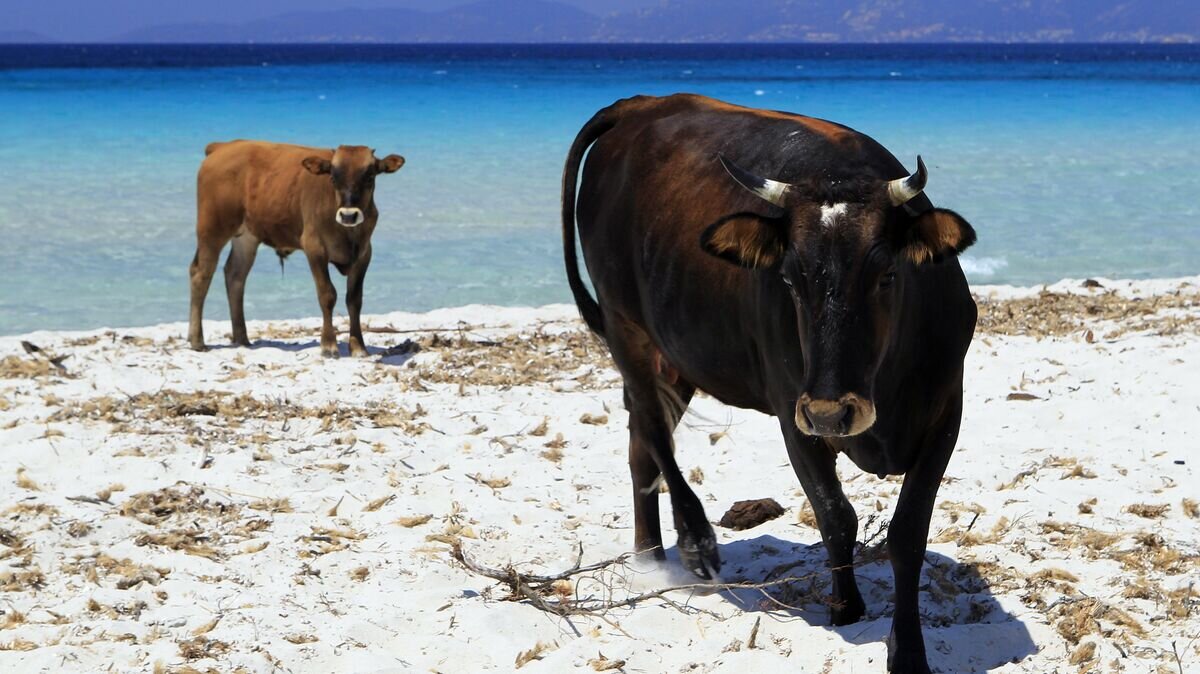    Коровы на пляже в Портиччо© AFP 2022