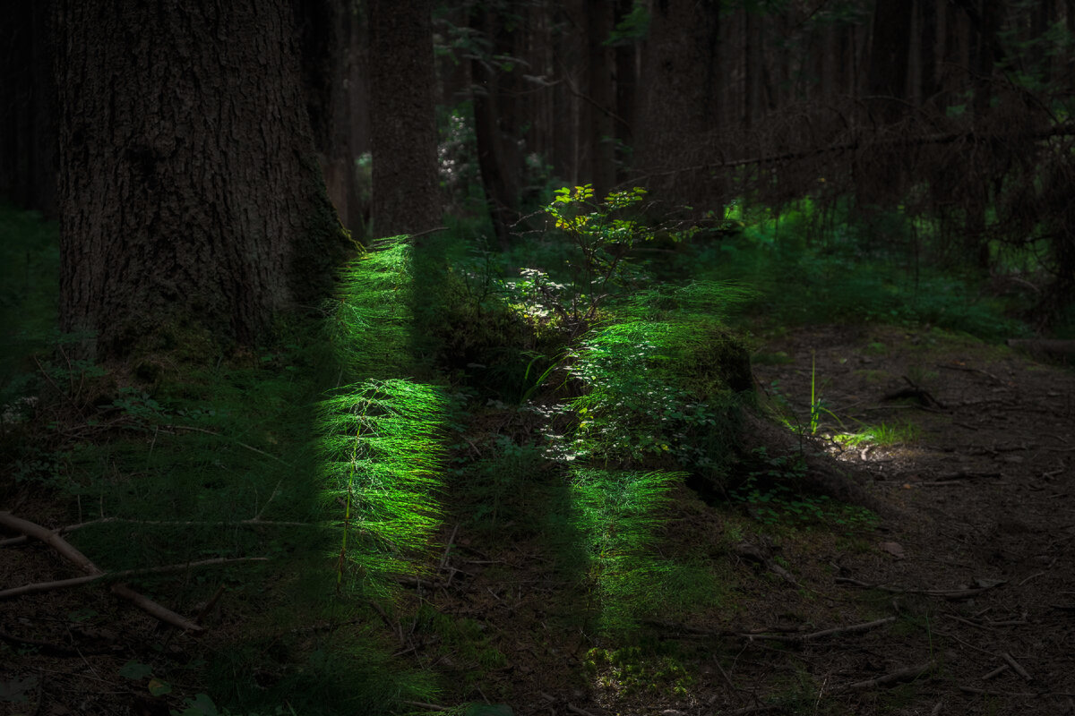 Особенно сказочным выглядит лес,  примерно за пару часов до заката. 