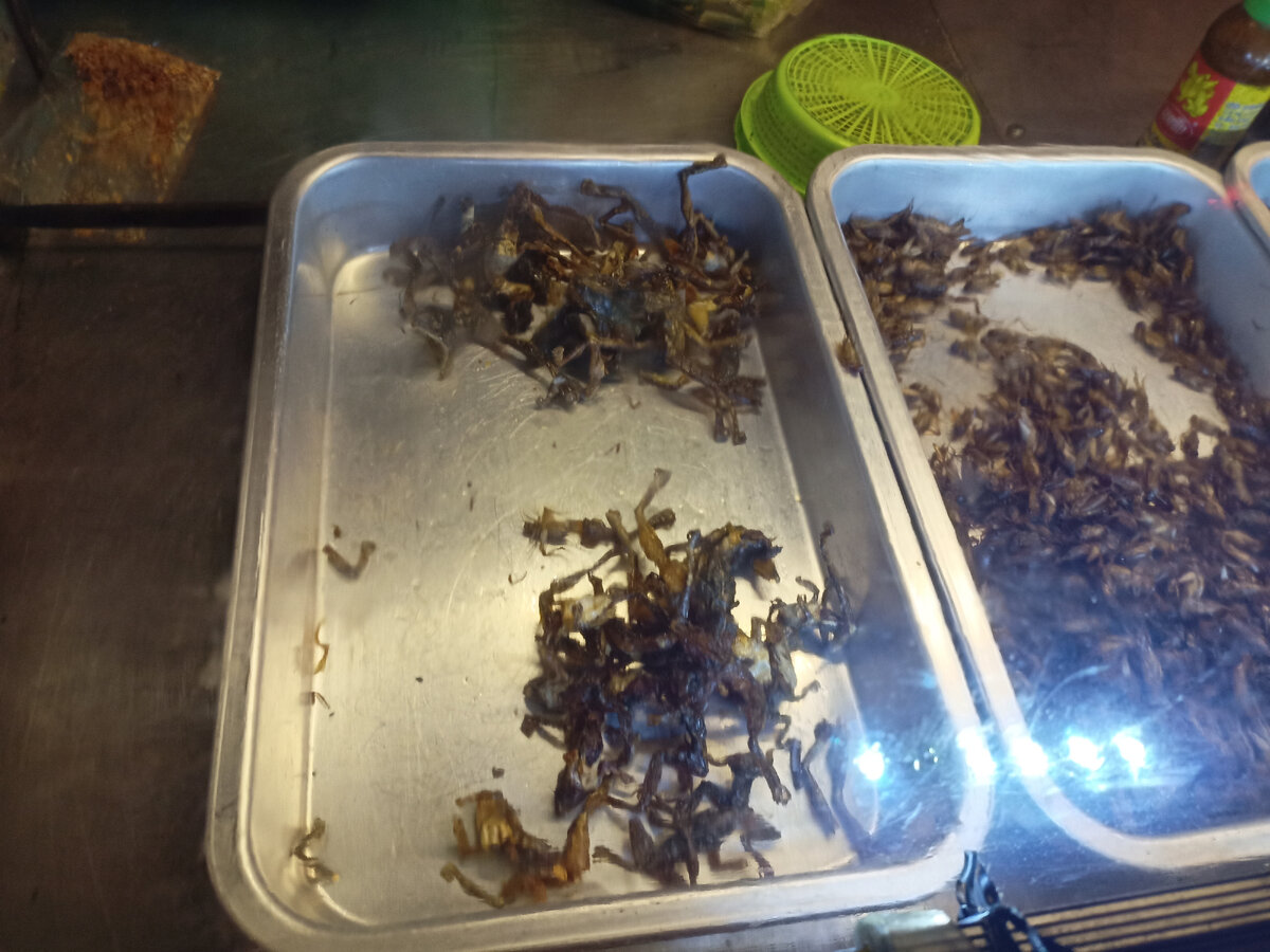 мини-лягушки, видимо, популярное блюдо) их осталось меньше, чем насекомых