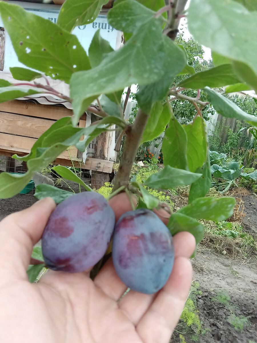 Плоды величиной с куриное яйцо.