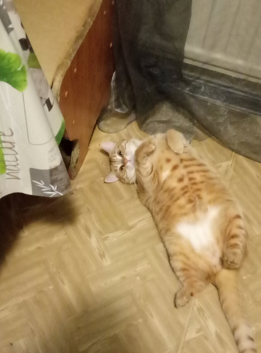 Стремительный на отдыхе