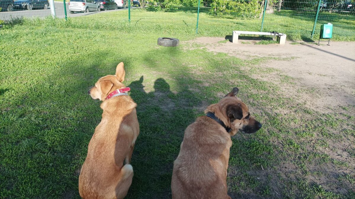 Вот про эту парочку речь