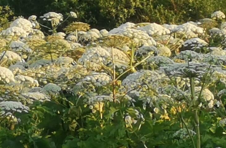    Ленинградская область усиливает борьбу с борщевиком Сосновского