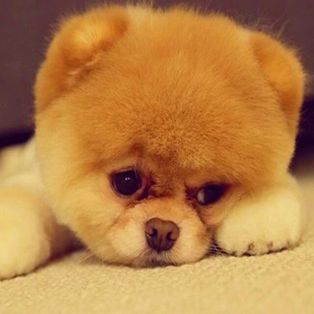 Фото с сайта https://ru.aliexpress.com