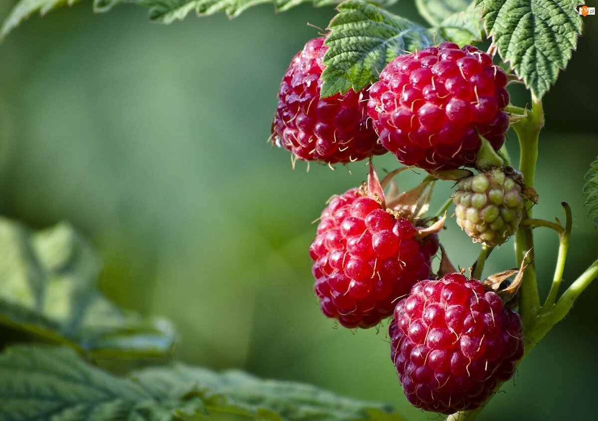 фото: tapety.tja.pl / сад и дача, участок, огород, садовод, малина, ягода, растения, советы