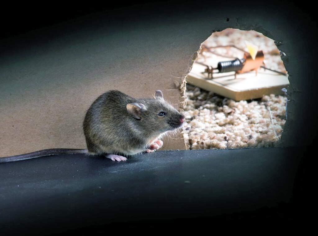Мыши видят в темноте
