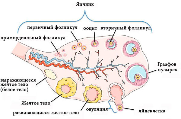 Фолликулы яичника и процессы их созревания. Почему фолликулы не созревают?