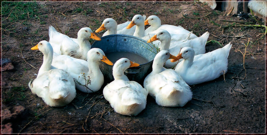 Утки в приусадебном хозяйстве