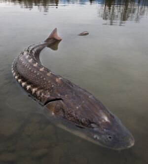 я таких рыб не видел раньше)))